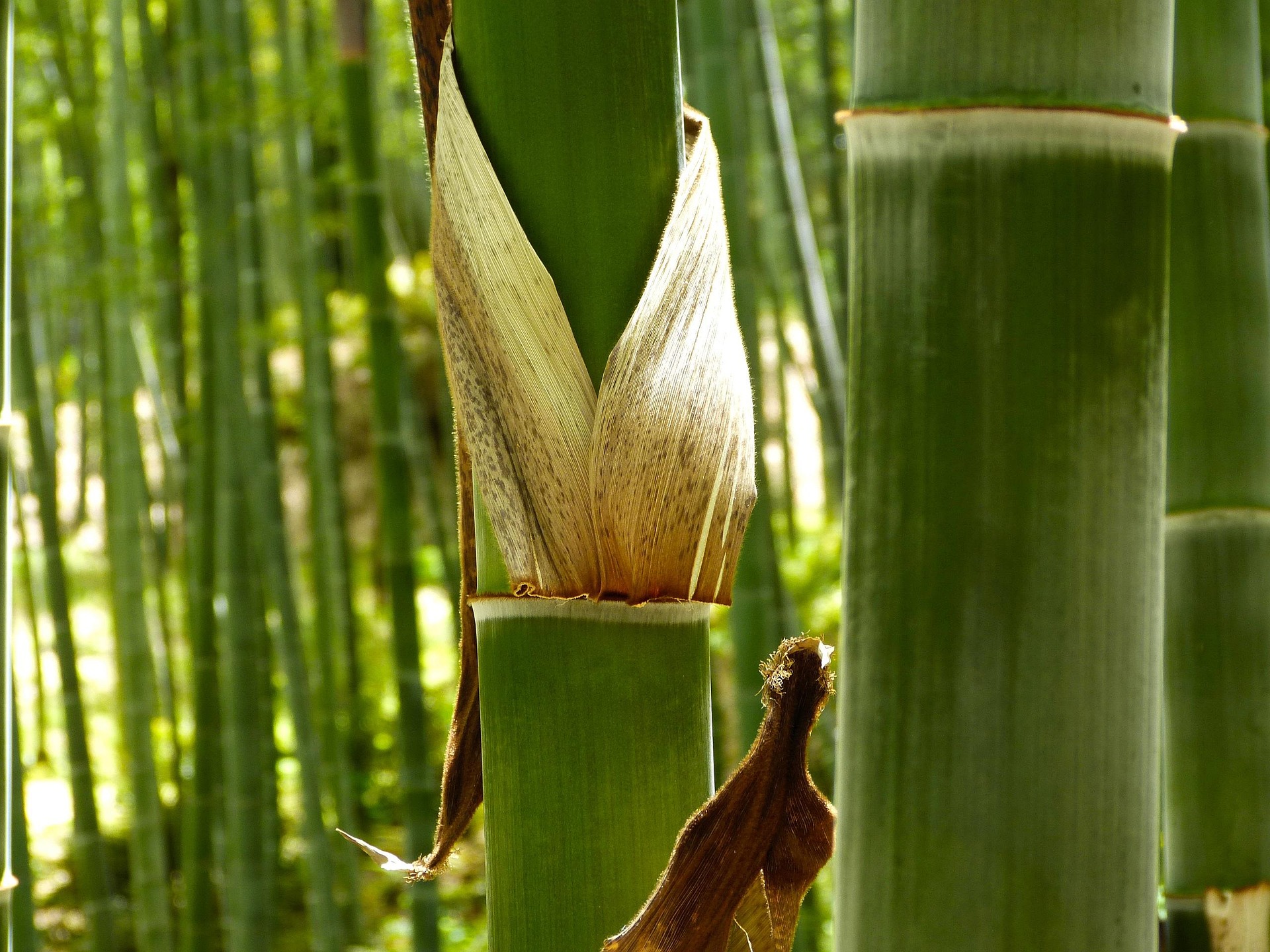 Bamboo Silica Benefits: The Natural Boost Your Beauty Routine Needs