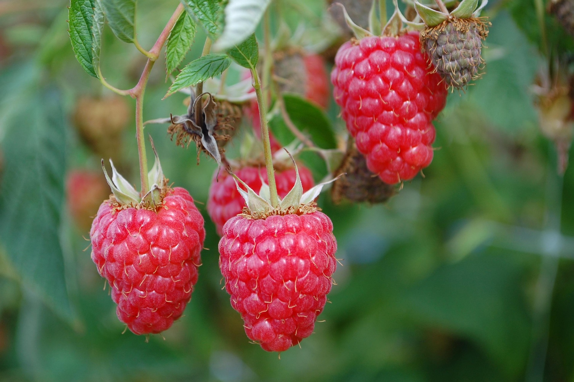Raspberry Seed and Heart Health: A Sweet Way to Support Your Cardiovascular System