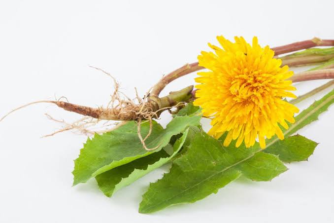 Discover the Power of Dandelion for Urinary Health