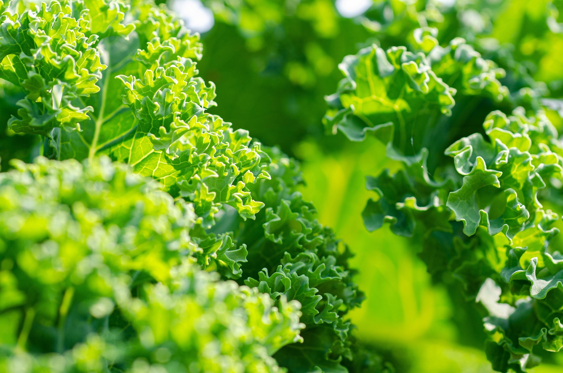 Kale and Eye Health: The Leafy Green That Loves Your Vision